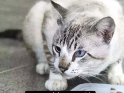 Gato Srd Pequeno 2-anos
