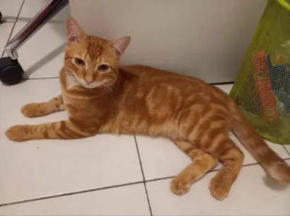 Gato  Medio 7-a-11-meses