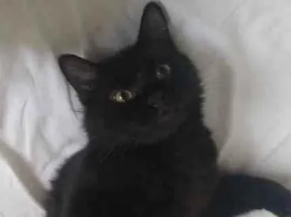 Gato SRD Grande 7-a-11-meses