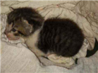 Gato Sem raça Pequeno Abaixo-de-2-meses