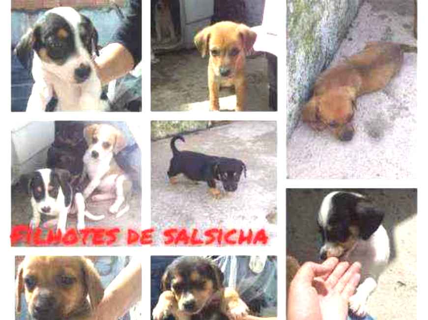 Adoção de Cachorro São Paulo/SP | Meg | 2 a 6 meses | Raça Vira-lata | tamanho Pequeno