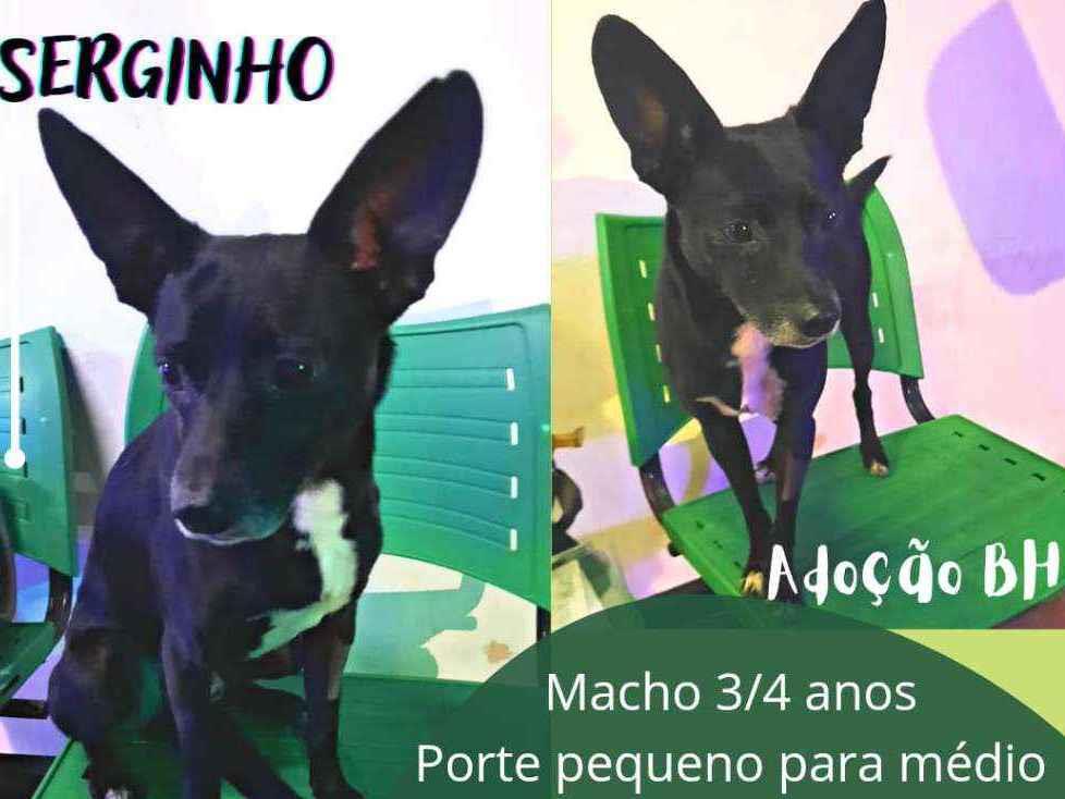 Adoção de Cachorro Belo Horizonte/MG | Belinha | 1 ano | Raça Srd | tamanho Pequeno