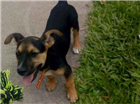 Cachorro tamanho Pequeno Macho 2-a-6-meses para adoção