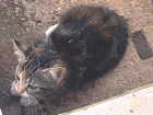 Gato Gato comum  Pequeno Abaixo-de-2-meses