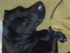 Cachorro tamanho Medio Macho 1-ano para adoção