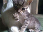 Gato Bengal Pequeno Abaixo-de-2-meses