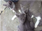 Gato Seames misturado Pequeno Abaixo-de-2-meses