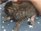 Gato sem raça Pequeno Abaixo-de-2-meses