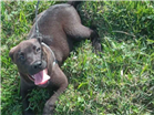 Cao pitbull com rottweiler Grande 2-a-6-meses