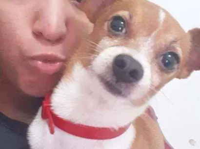 Cao Fox paulistinha Pequeno 6-anos-Acima