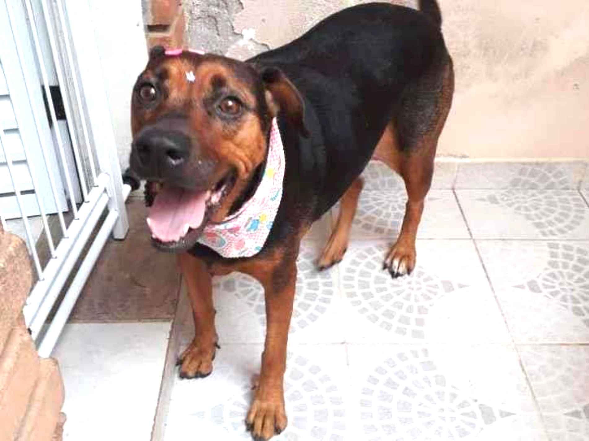 Adoção de Cachorro São Paulo/SP | AMELIE  | 5 anos | Raça SRD | tamanho Pequeno