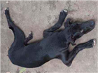 Cachorro tamanho Grande Macho 2-a-6-meses para adoção