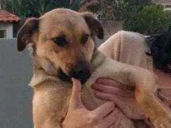 Cao SRD Medio 3-anos