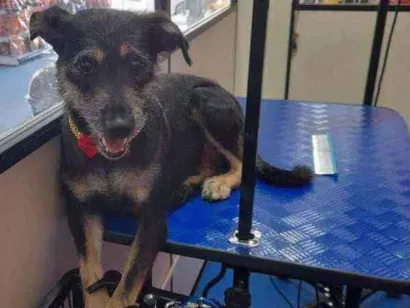 Cao SRD Medio 2-anos