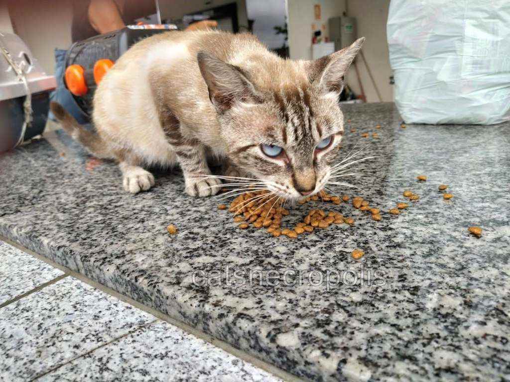 Adoção de Gato Santos/SP | Melancia | 2 anos | Raça srd | tamanho Pequeno | foto 3
