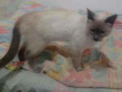 Gato Siamês Medio 7-a-11-meses