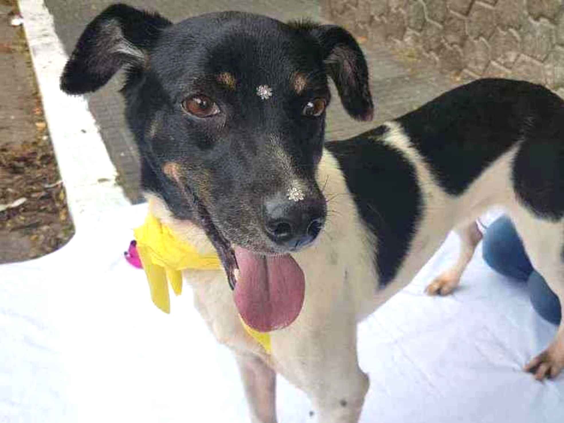 Adoção de Cachorro São Paulo/SP | Maria Eugênia | 2 anos | Raça Canina | tamanho Médio