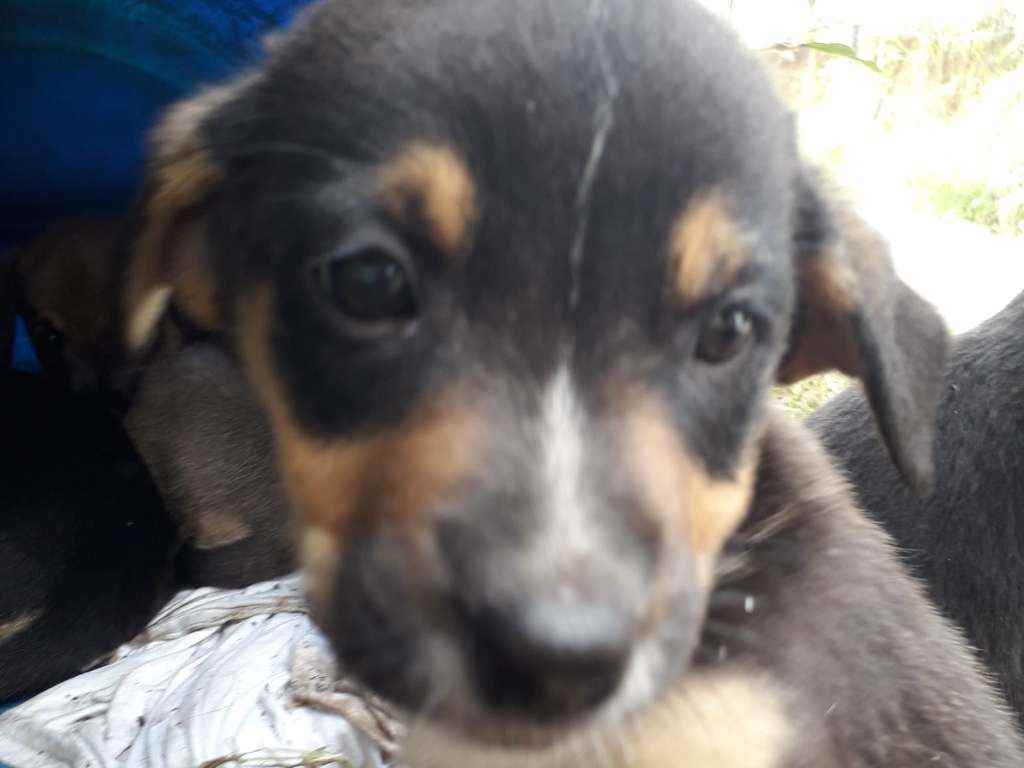 Adoção de Cachorro Santa Isabel/SP | Sol | Filhote | Raça Srd | tamanho Médio