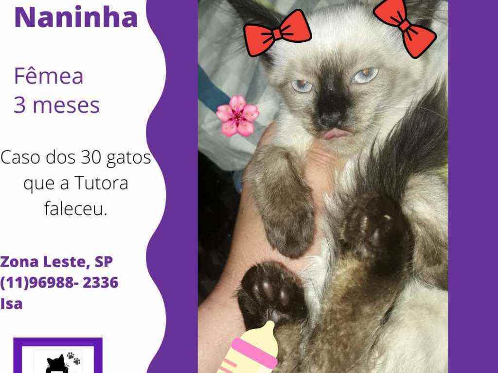 Cachorros e gatos de Katia Regiane de Souza (99) em SP - São Paulo