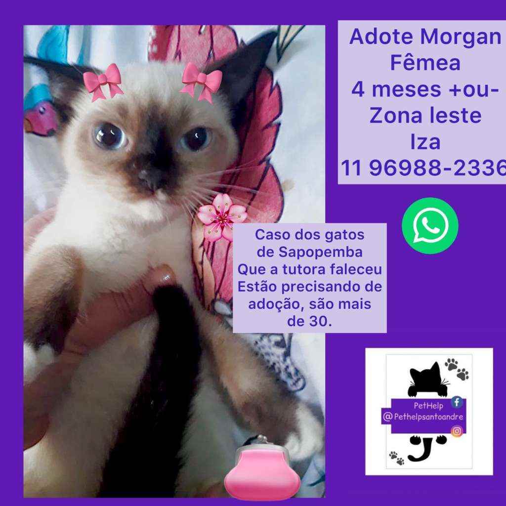 Adoção de Gato São Paulo/SP | Morgan princesa  | 2 a 6 meses | Raça Srd | tamanho Pequeno | foto 2