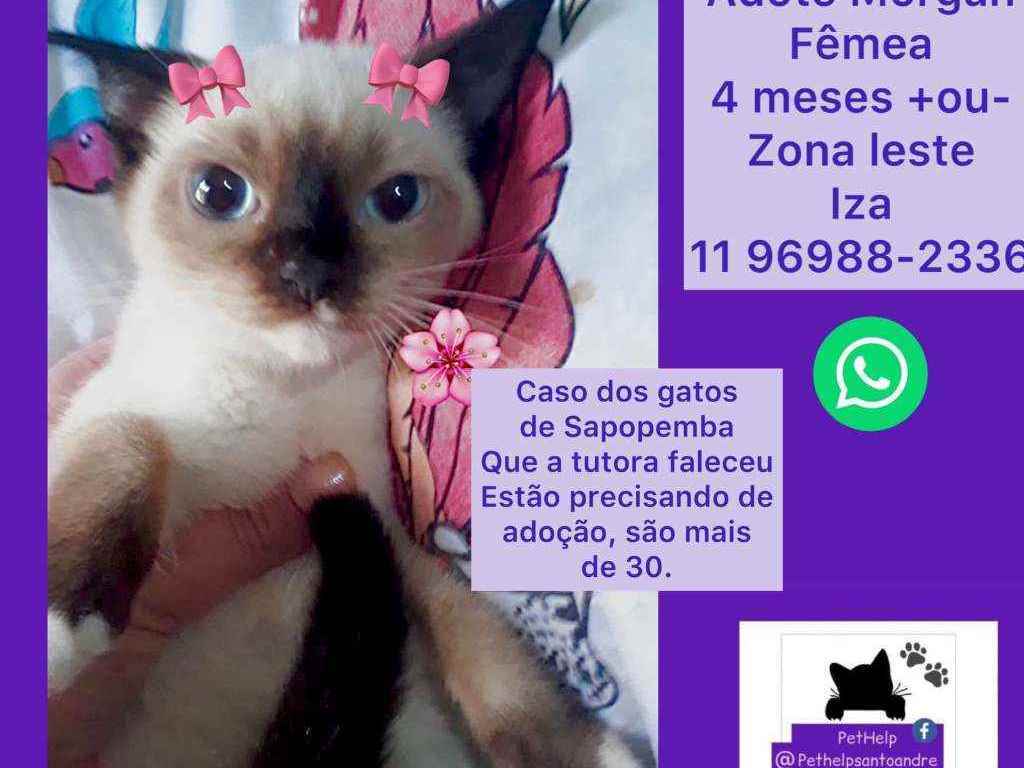 Adoção de Gato São Paulo/SP | Morgan princesa  | 2 a 6 meses | Raça Srd | tamanho Pequeno | foto 1