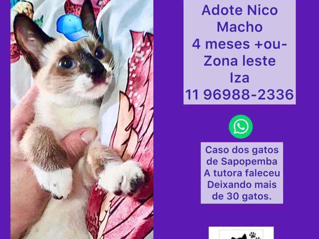 Cachorros e gatos de Katia Regiane de Souza (99) em SP - São Paulo