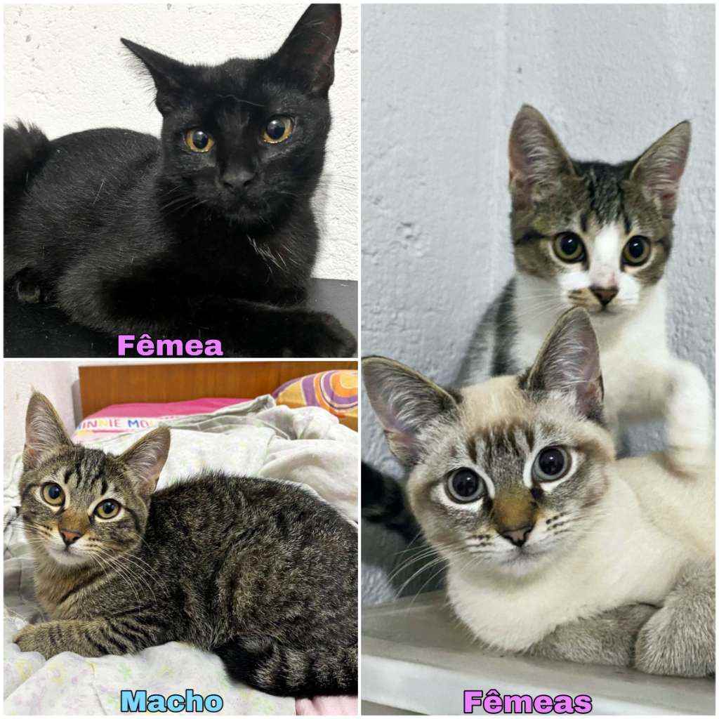 Adoção de Gato Guarulhos/SP | Filhotes | 2 a 6 meses | Raça SRD | tamanho Pequeno | foto 2