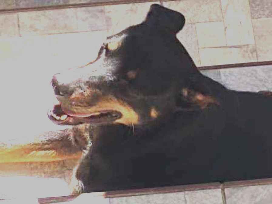 Adoção de Cachorro São Paulo/SP | Spike | 3 anos | Raça Cocker | tamanho Médio