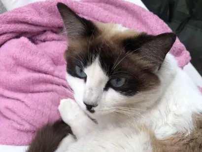 Gato Sem raça definida  Pequeno 1-ano