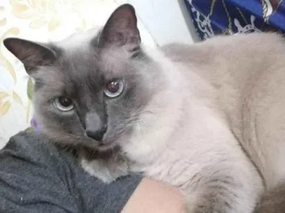 Gato Siamês (blue point) Medio 2-anos