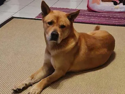 Cao Misto pitbul com chau chau  Grande 6-anos-Acima