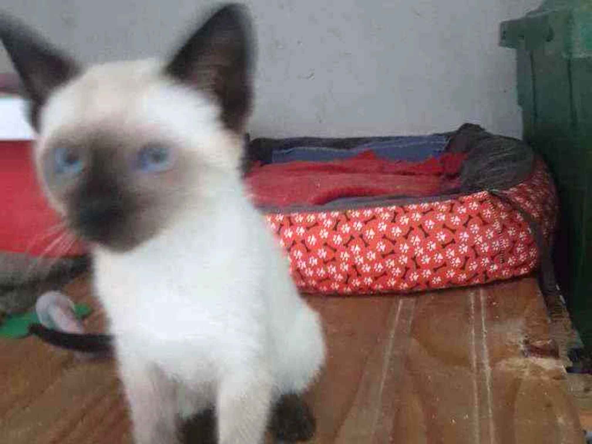Adoção de Gato São Paulo/SP | Mia | 7 a 11 meses | Raça Felino | tamanho Pequeno