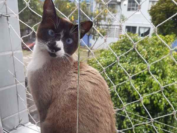 Adoção de Gato São Paulo/SP | Caramelo | 4 anos | Raça Siamês | tamanho Médio