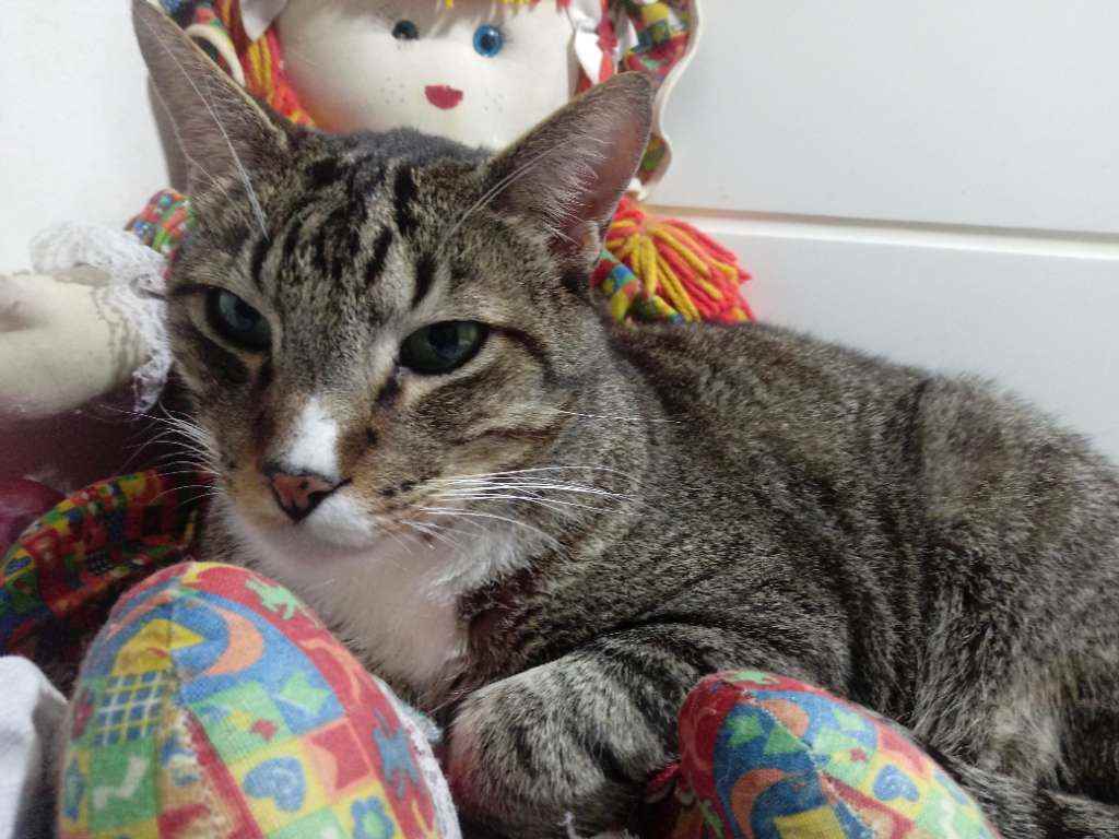 Adoção de Gato São Paulo/SP | Morgan princesa  | 2 a 6 meses | Raça Srd | tamanho Pequeno