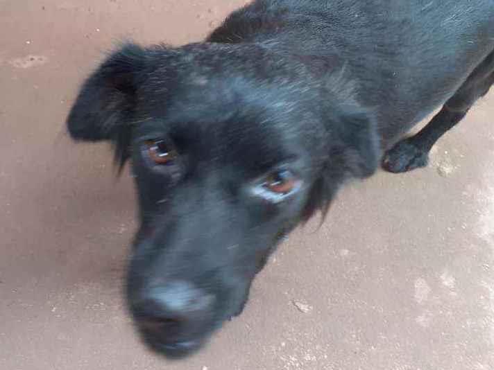 Cachorro Encontrado Castanhal/PA | Pingo | 1 ano | Raça Vira lata | tamanho Médio