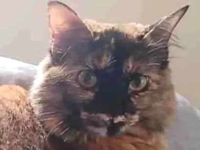 Gato Não tem  Pequeno 2-anos