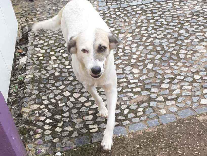 Cachorro Encontrado Castanhal/PA | Binha  | 3 anos | Raça Vira lata | tamanho Médio