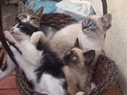 Gato vira lata  Pequeno Abaixo-de-2-meses