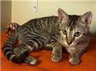 Gato Bengala + Siamês  Medio 2-a-6-meses