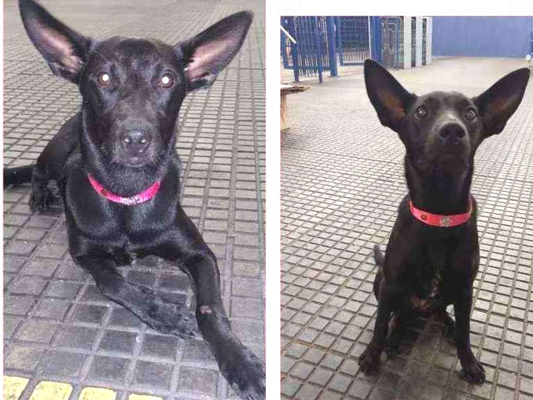 Adoção de Cachorro São Paulo/SP | pluto | 3 anos | Raça SRD | tamanho Médio