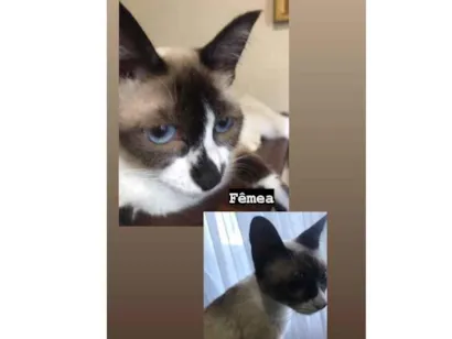 Gato Não sei  Pequeno 1-ano