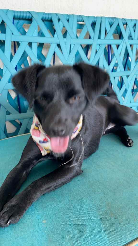 Não tem   encontrada | foto 2
