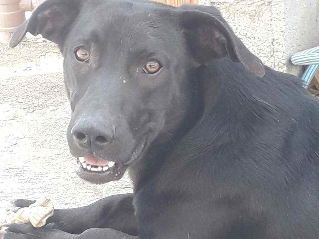 Procura-se esse Cachorro São Paulo/SP | Jack | 3 anos | Raça Semelhante a um labrador  | tamanho Médio | foto 3