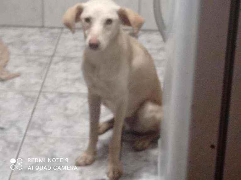Adoção de Cachorro São Paulo/SP | Pirata  | 2 anos | Raça SRD | tamanho Médio