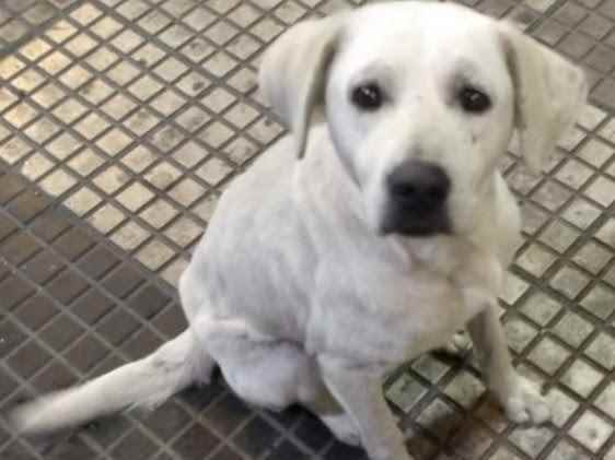Adoção de Cachorro São Paulo/SP | Scooby | Filhote | Raça SRD | tamanho Grande