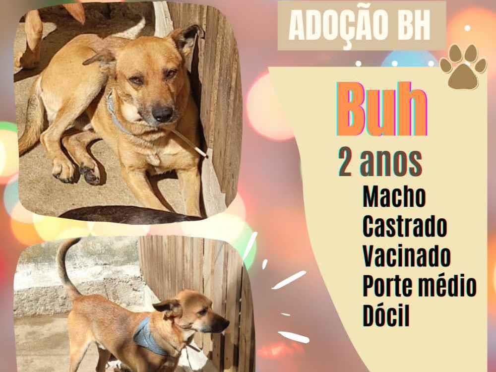 Adoção de Cachorro Belo Horizonte/MG | Bradock | 2 anos | Raça SRD | tamanho Grande