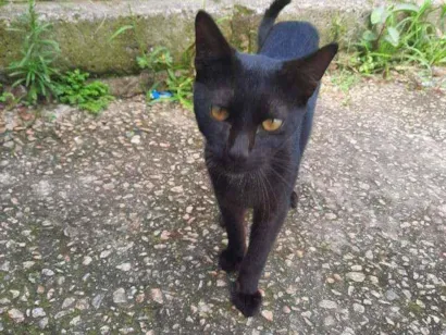Gato Srd Pequeno 2-a-6-meses
