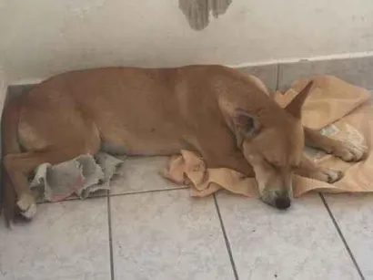 Cao Vira lata Pequeno 1-ano