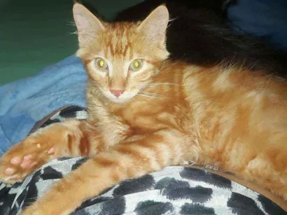 Gato Não sei, a mãe é angora  Pequeno 2-a-6-meses