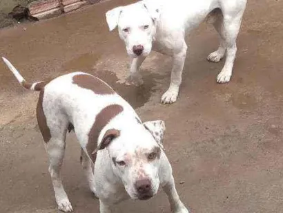 Cao pitbull Medio 5-anos